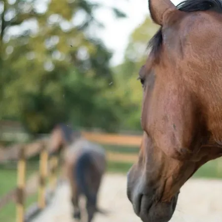 Schwalbennest * Kiebitz