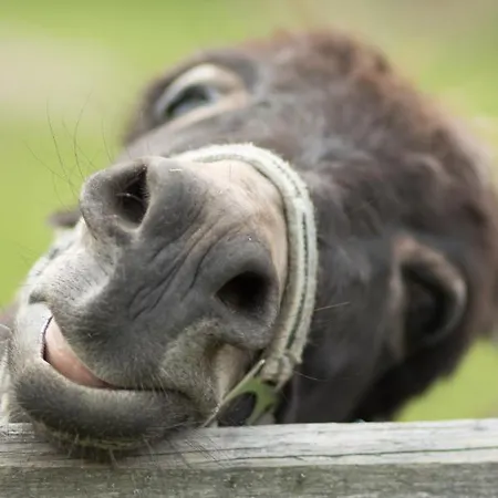 Apartamento Schwalbennest Kiebitz