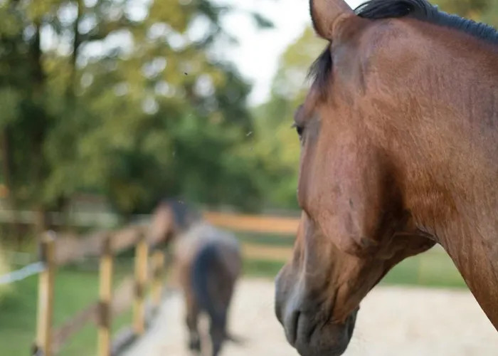 Schwalbennest * Kiebitz