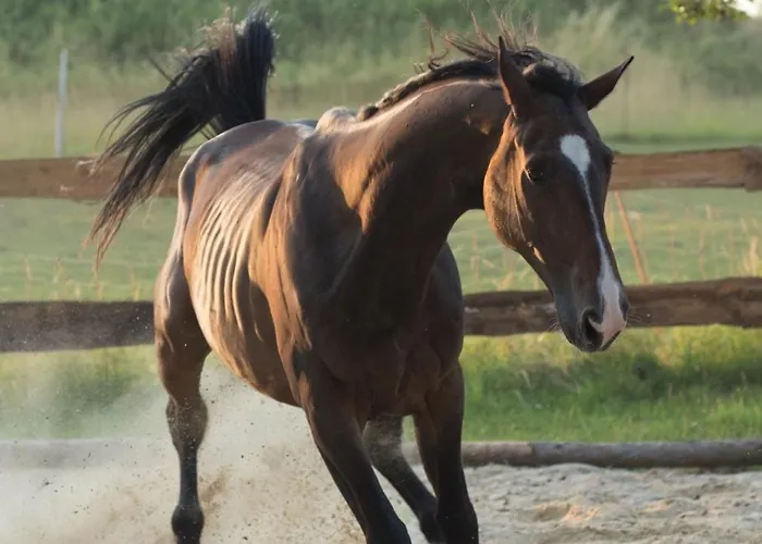 Daire Schwalbennest *