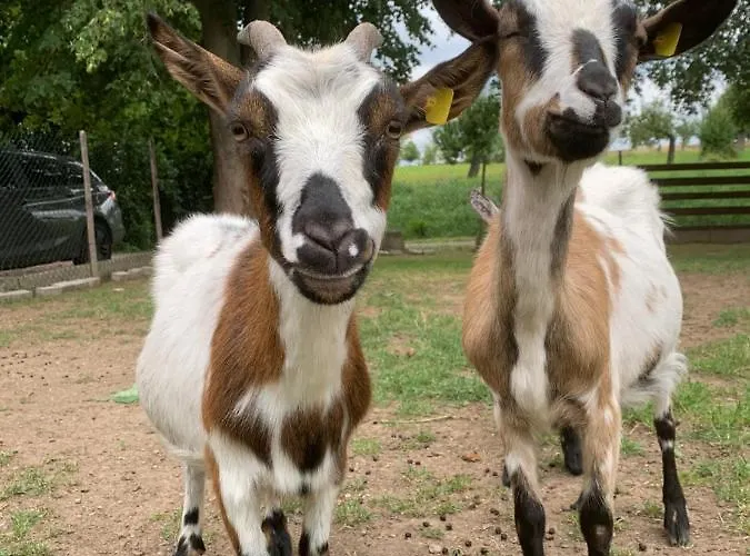 Schwalbennest * Kiebitz