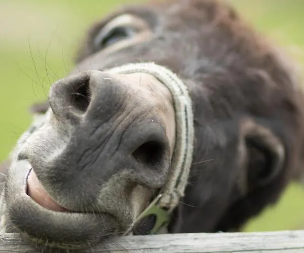 公寓 Schwalbennest Kiebitz